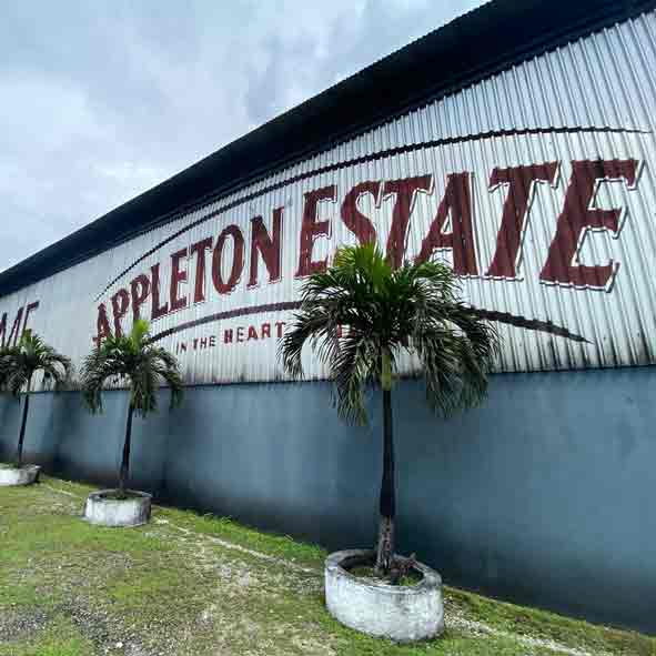 Zu sehen ist im Hintergrund die Lagerhalle der Appleton Destillerie mit Werbebemalung und Palmen davor