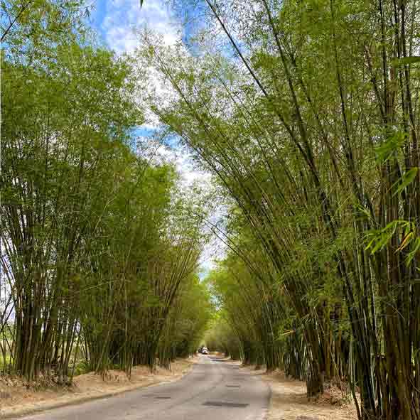 Zu sehen ist eine Bambus Allee welche viele Meter über der Strasse oben zusammen gewachsen ist um die Strasse zu beschatten.